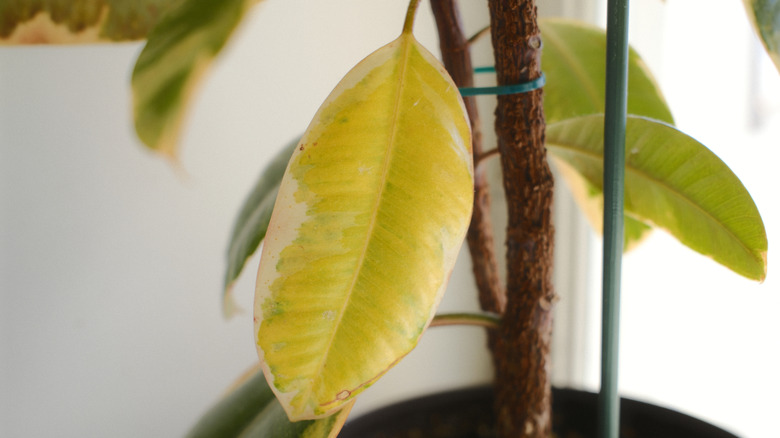 Yellowish ficus leaf
