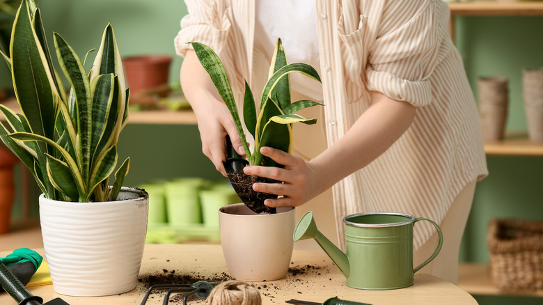 Gardener transplanting snake plants