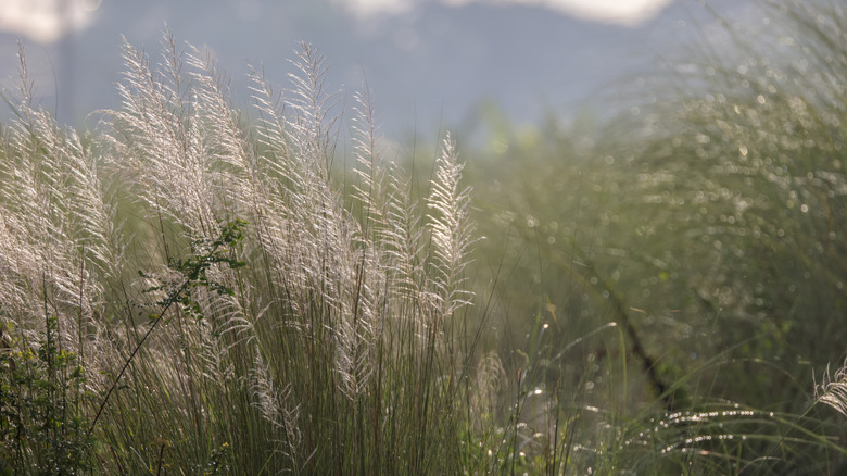 wild sugarcane is hard to miss