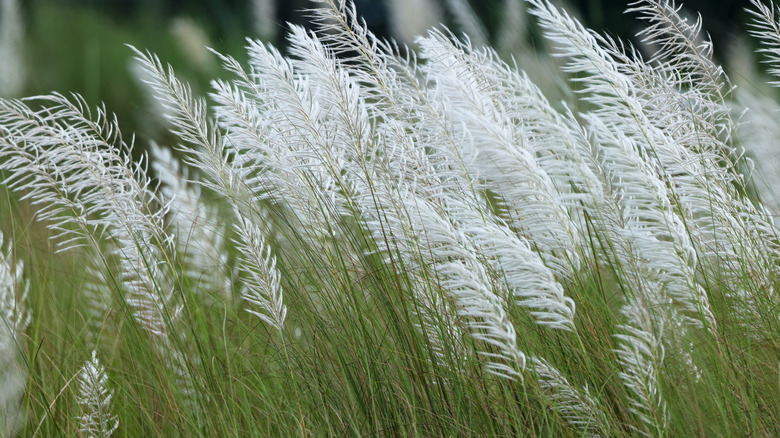 wild sugarcane growing in a field