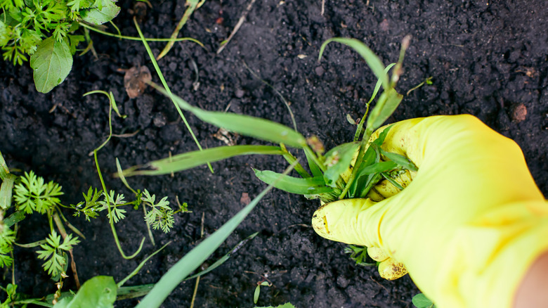 A gloved hand is pulling grass weed out of soil.