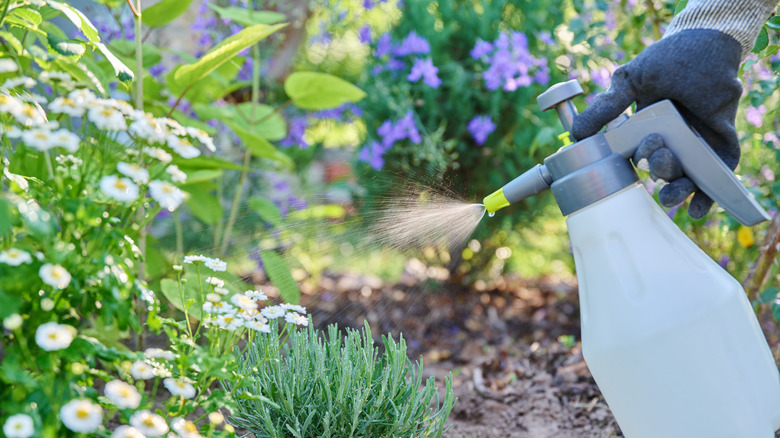 A gloved hand is spraying a flower bed.