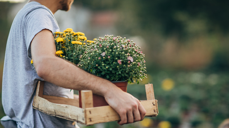 A man carrying a wooden tray holding pink and yellow potted mums.