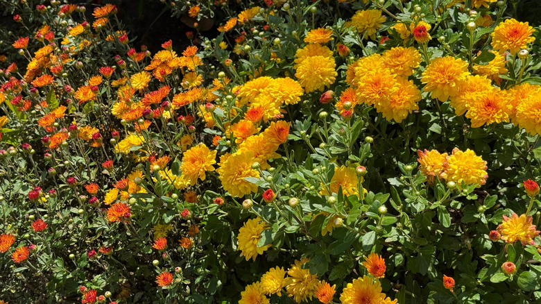 Free-growing yellow garden mums in full bloom