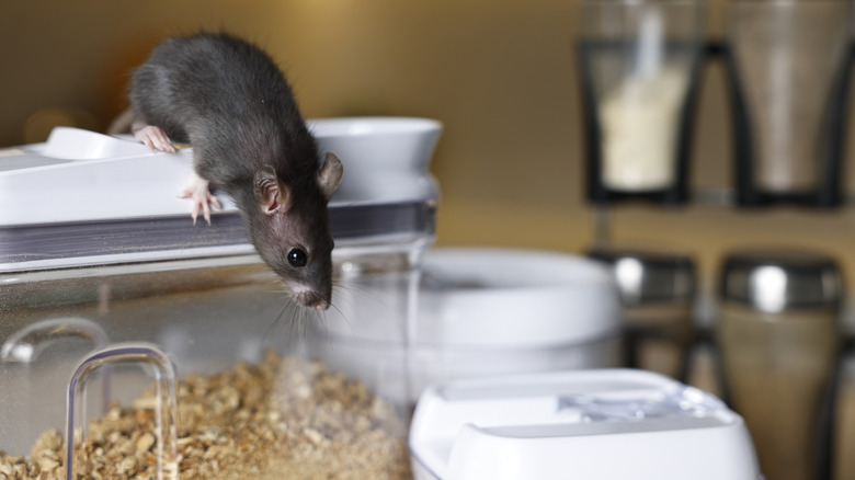 A grey mouse crawls over plastic containers filled with food