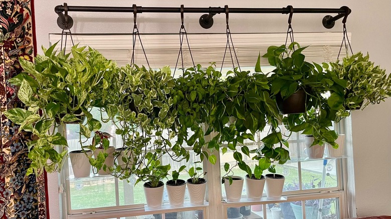 A variety of trailing plants hanging from a curtain rod