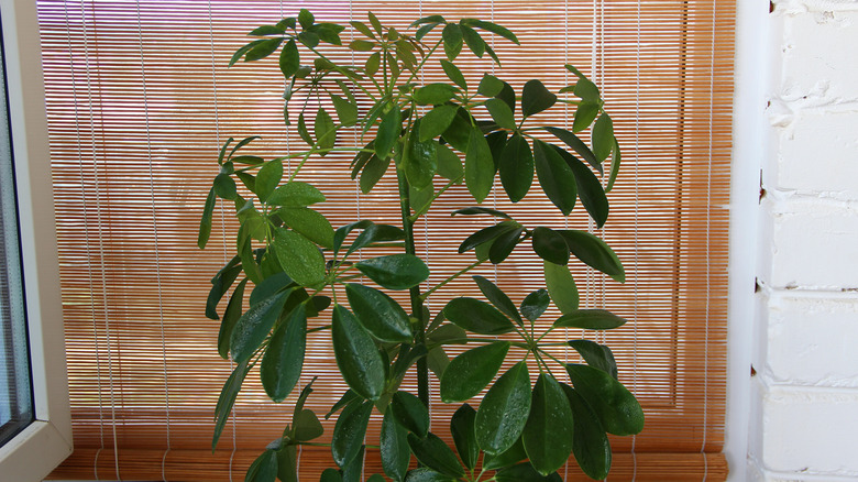 woven bamboo shade on a window behind a plant