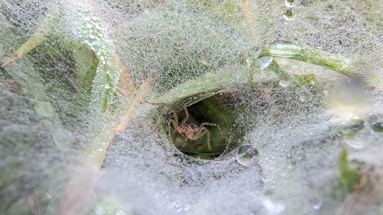 A grass spider hiding in its web