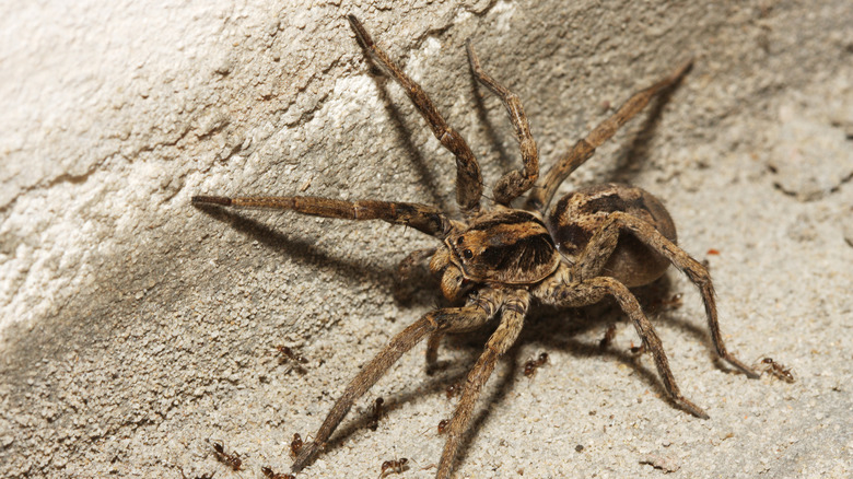 Wolf spider on a stone surface
