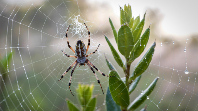 An orb-weaver spider on its web outdoors by a plant