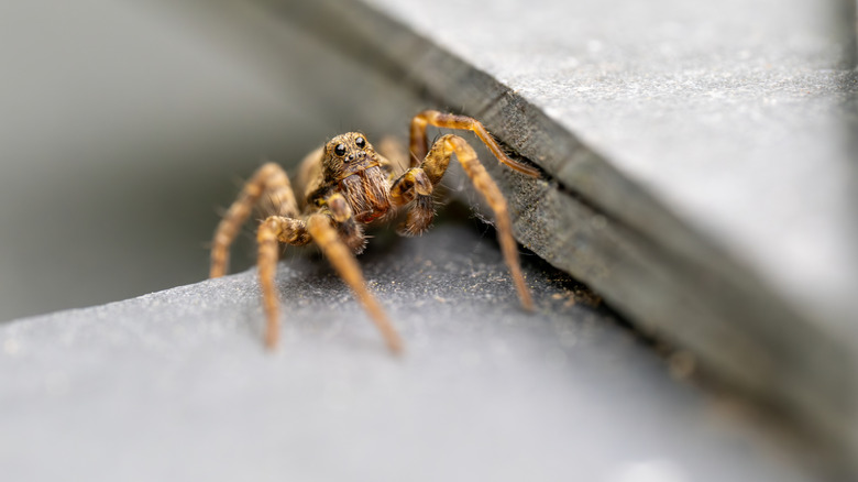 A wolf spider on top of a gray, rocky surface