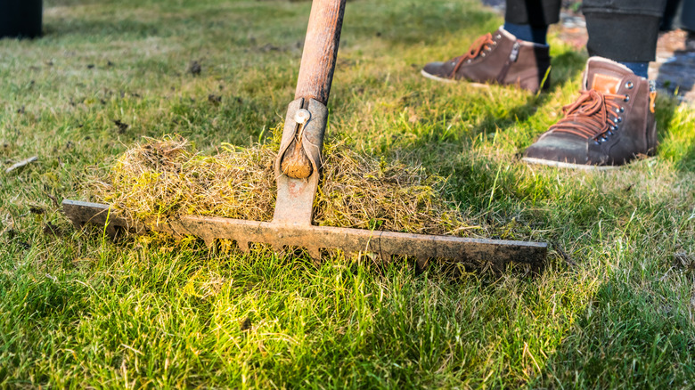 Person using rake to aerate lawn