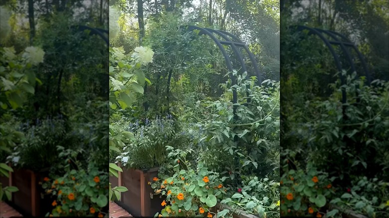 Garden arch between planters with overgrown vining plants and flowers