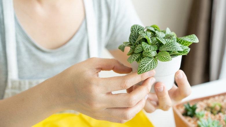 Woman holding a small potted plant