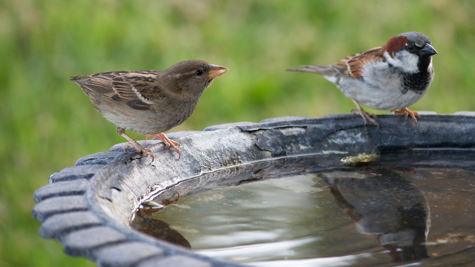 Woman Turns Old Teacups Into A Charming Outdoor Feature Birds Will Love