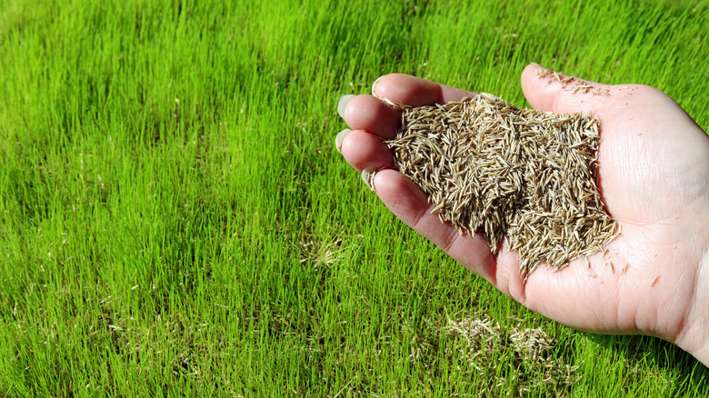 Hand holding grass seed over green lawn