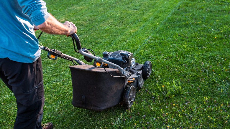 Person mowing the lawn with a walk-behind rotary mower
