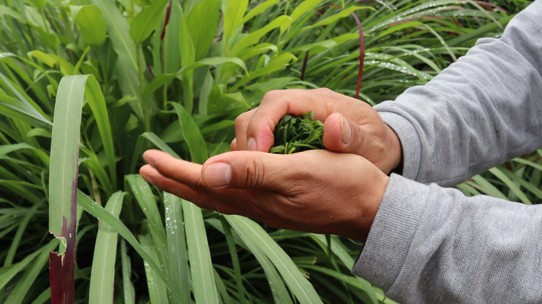 person crushing lemongrass in their hands, with lemongrass plant in background