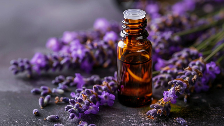 bottle of lavender oil next to lavender flowers on table