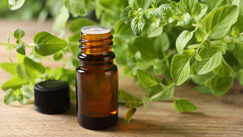 a bottle of oregano oil next to an oregano plant