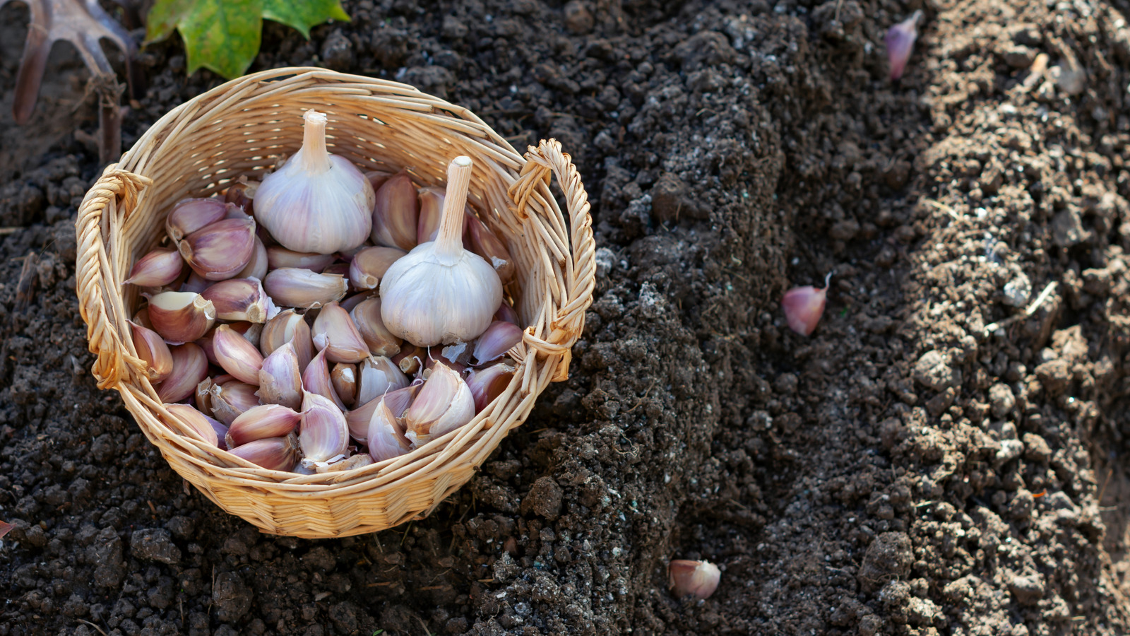 Why You Should Avoid Planting Grocery Store Garlic