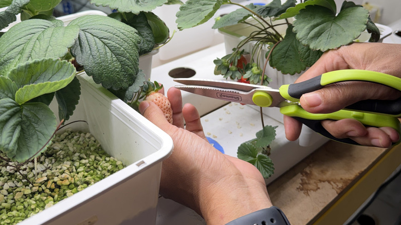 Trimming back indoor-grown strawberry plants