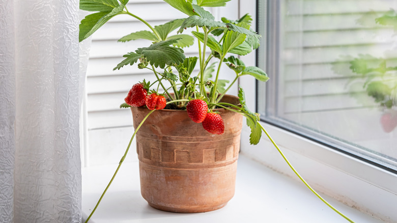 Several bright red strawberries hang from an indoor plant in a brown pot set on a windowsill..