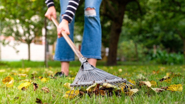 Woman raking fallen leaves in a yard