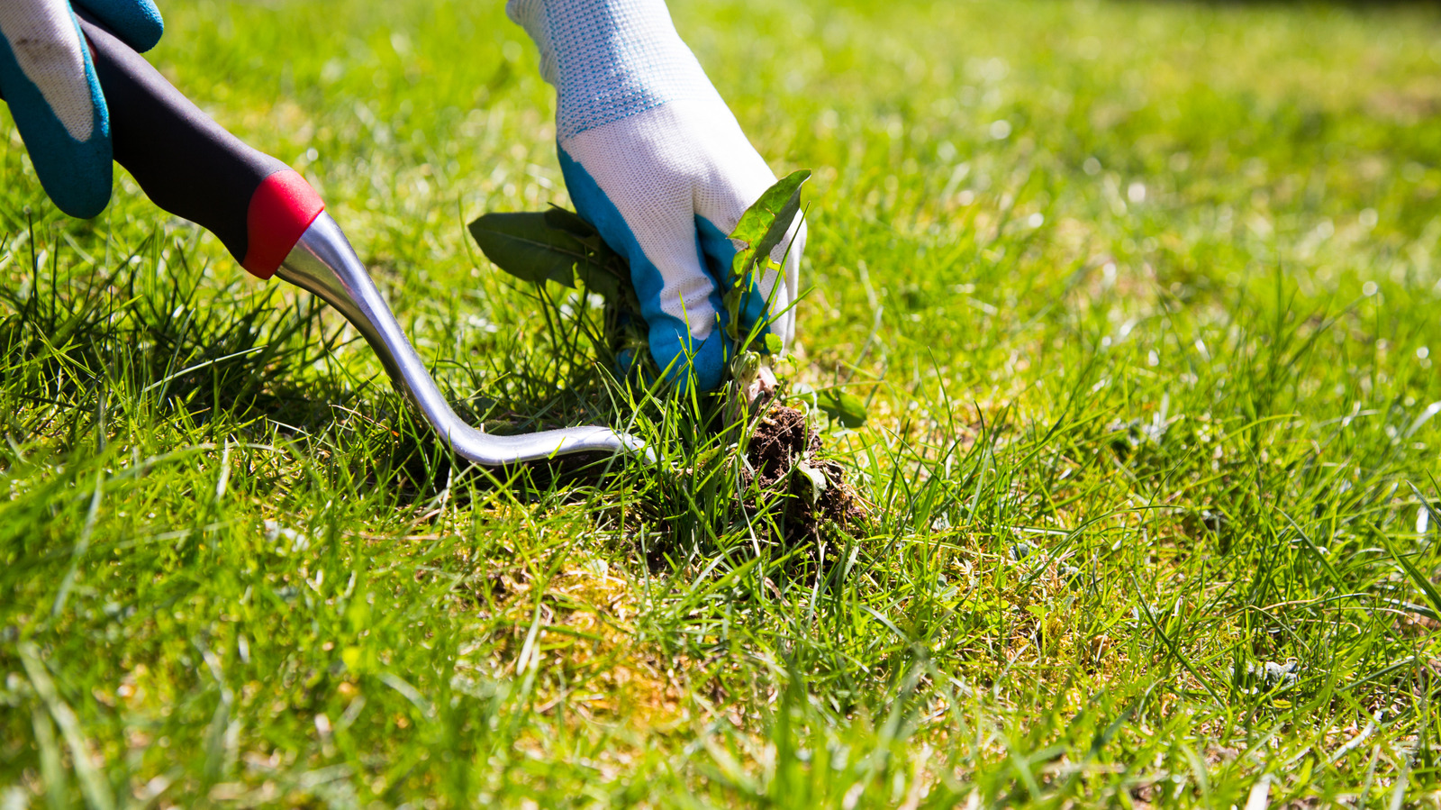 You Don't Need A Weeder — This Common Tool Is Already In Your Shed
