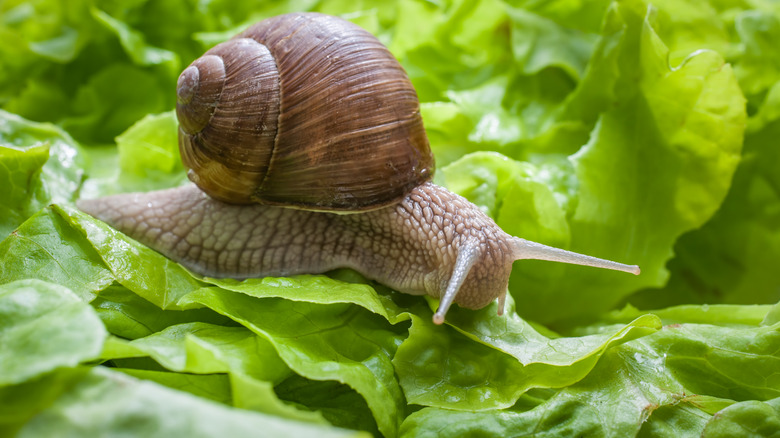 A snail is feeding on a lettuce leaf growing in a garden