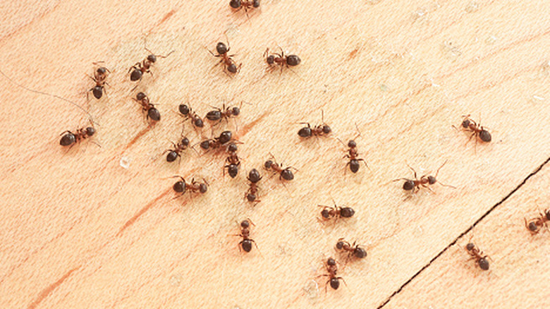 Ants crawling on wood floor in home