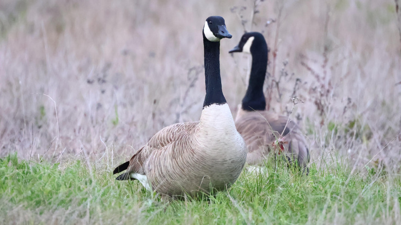 Canada geese in a backyard