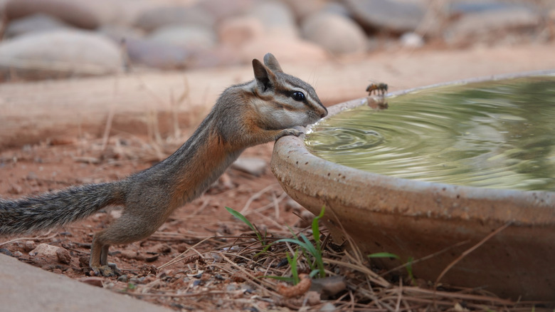 A squirrel drinks water from a ground-level birdbath