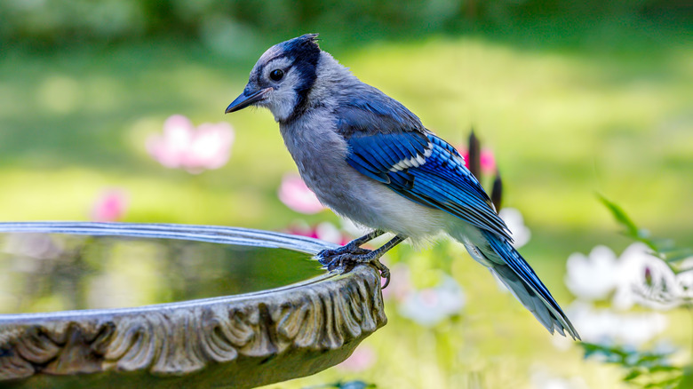 A large bluejay perches on the side of a birdbath