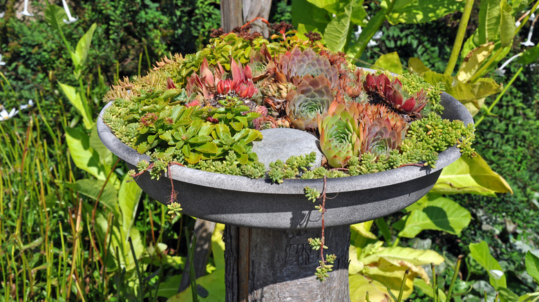 A birdbath filled with colorful succulent plants