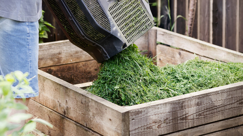 a gardener adds grass clippings to a compost bin