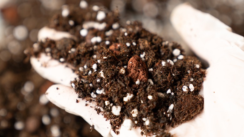 A white gloved hand holds potting soil enriched with perlite and other rocky elements.