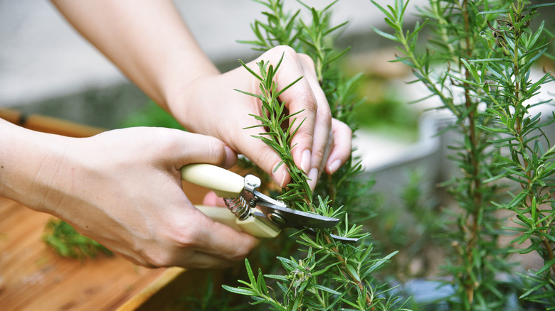 Snipping sprig of rosemary from thriving plant
