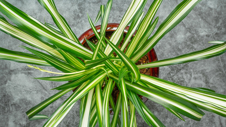 Overhead view of a spider plant