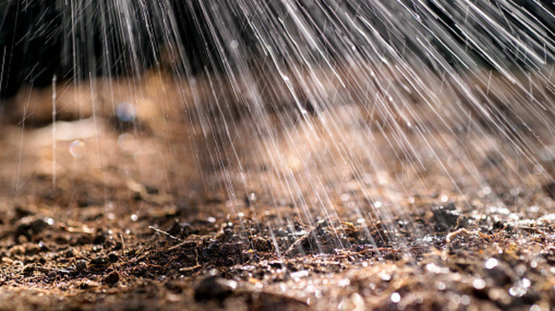 Watering soil