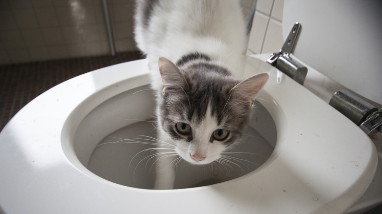 white and grey can stepping into toilet bowl to drink water