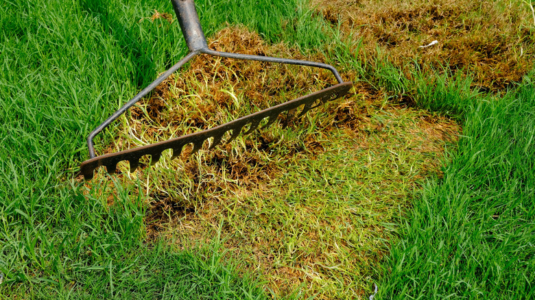 Rake pulling away dead spots in green grass.